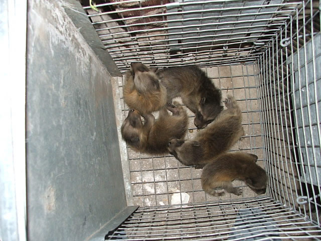 Allstate Animal Conrol caught these five baby raccoons.